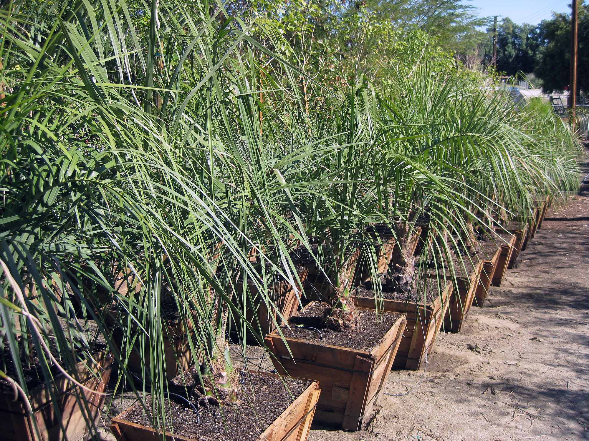 Butia capitata ( Pindo palm )